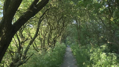 Forest-tree-tunnel-pathway-with-dappled-sunlight-in-slow-motion-at-Thornton-Cleveleys,-Wyre,-Lancashire,-UK