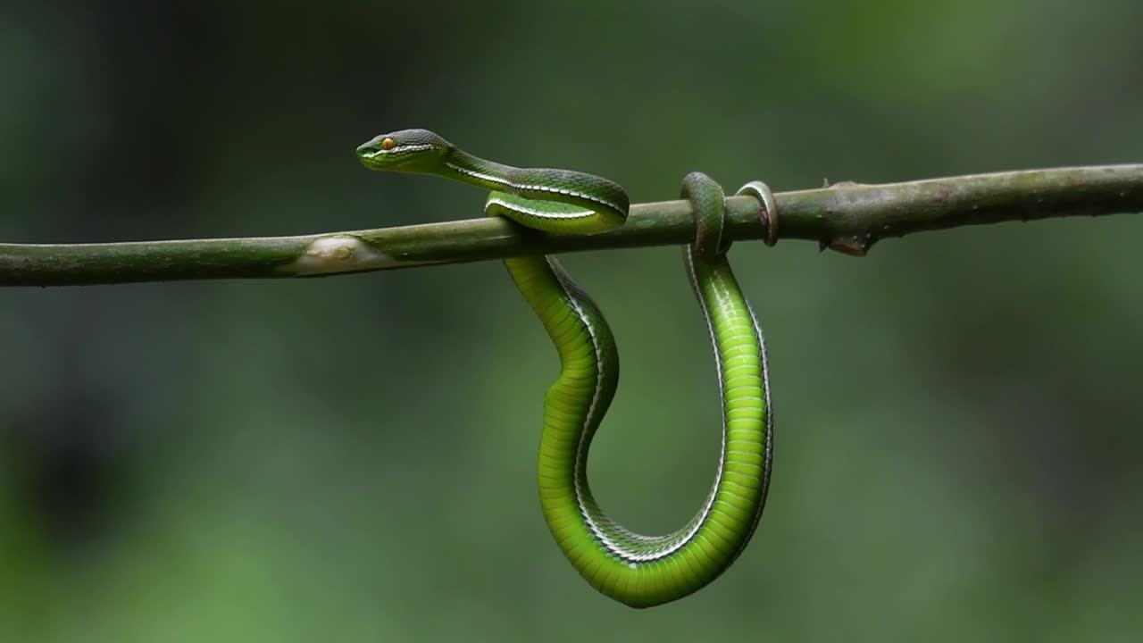 vipère à lèvres blanches, trimeresurus albolabris, parc national de kaeng krachan, patrimoine mondial de l'unesco, thaïlande