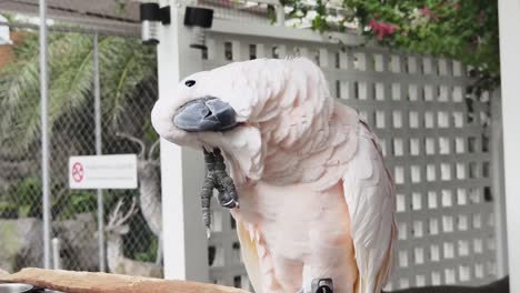 pink cockatoo in a cage