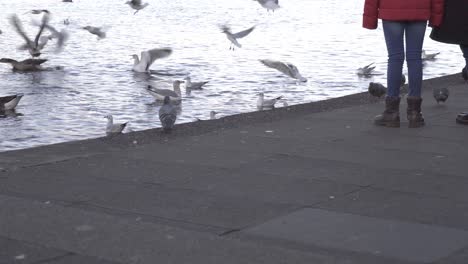 ducks, sea gulls, and pigeons flock together looking for food near some people in a lake