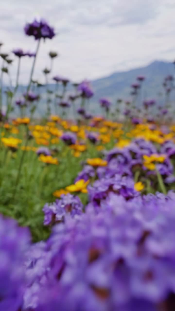 Vibrant wildflowers in a meadow, captured from a low-angle, creating a dreamy, blurred foreground