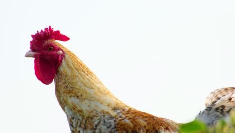 portrait rooster on a white natural background, farm birds - close up shot of a chicken