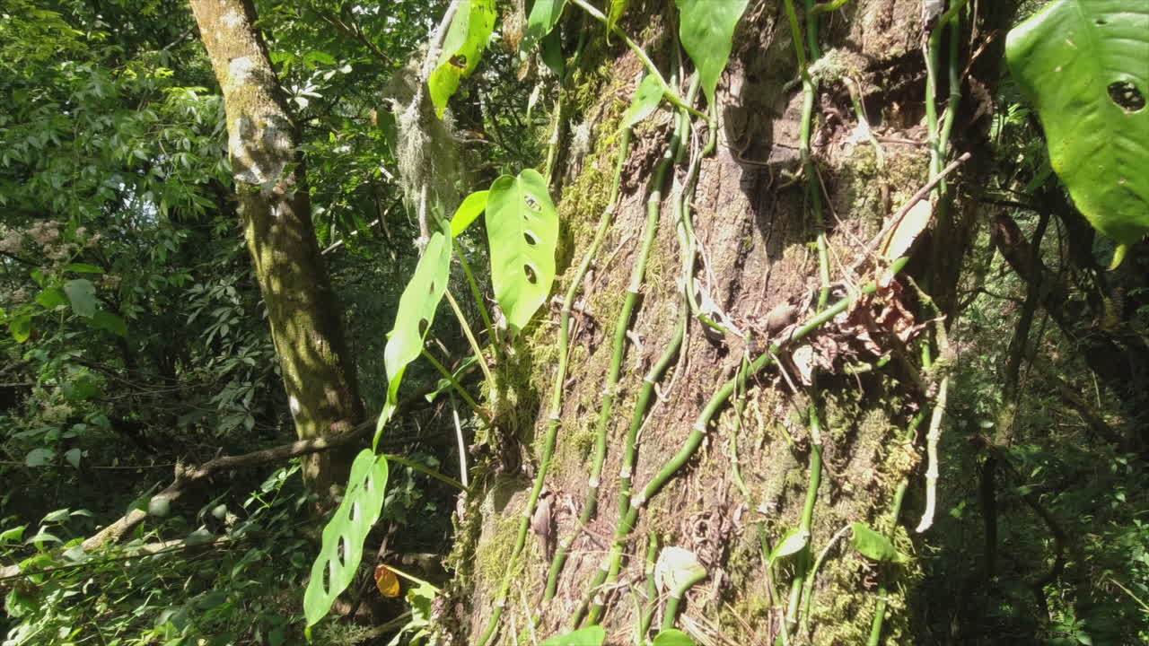 las hojas verdes de la vid de filodendro suben a los árboles del bosque en américa central