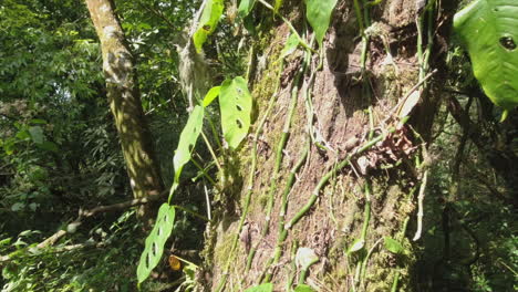 Green-Philodendron-vine-leaves-climb-up-forest-tree-in-Central-America