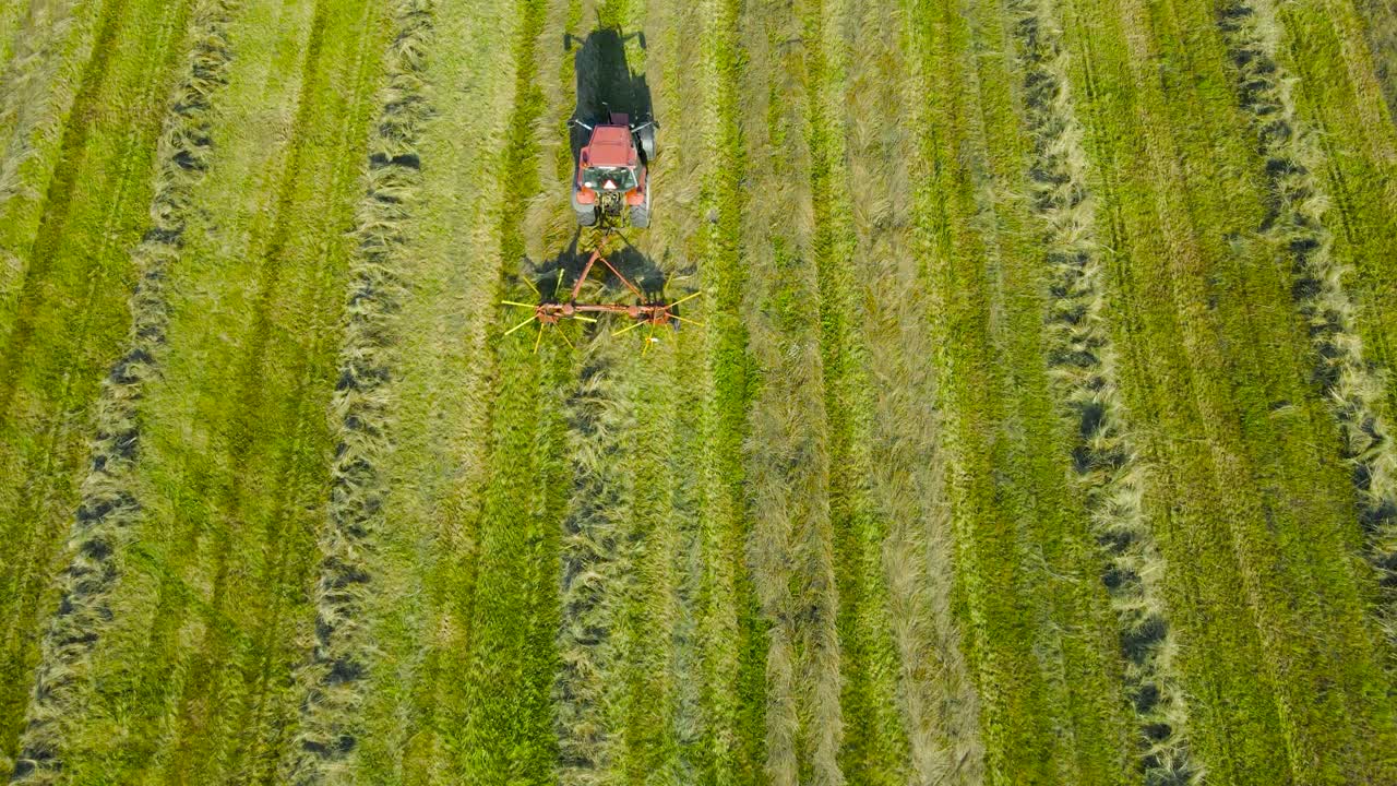 Aerial drone footage flying with top down view and descending by flying lower and reveals a small red tractor collecting freshly cut silage wheat hay in the back of the tractor in a straight line, sun