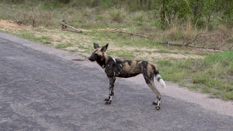 Ein-Vom-Aussterben-Bedrohter-Wildhund-Südafrikas,-Der-Entlang-Einer-Gepflasterten-Straße-Beute-Jagt,-Im-Krüger-Nationalpark