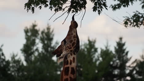 adorable jirafa alcanzando las hojas de los árboles con su lengua en el zoológico de granby, quebec, canadá- de cerca