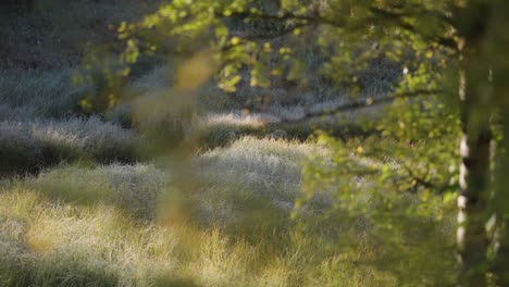 una delgada capa de helada en la hierba a principios de la mañana de otoño