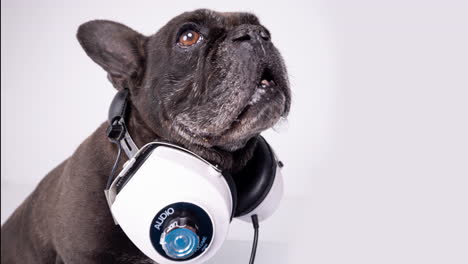dj bulldog francés con auriculares y tocadiscos