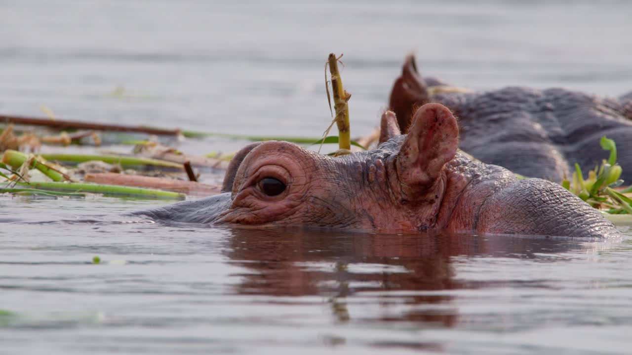 Coppia di ippopotami nell'acqua del fiume Nilo in Uganda. - primo piano
