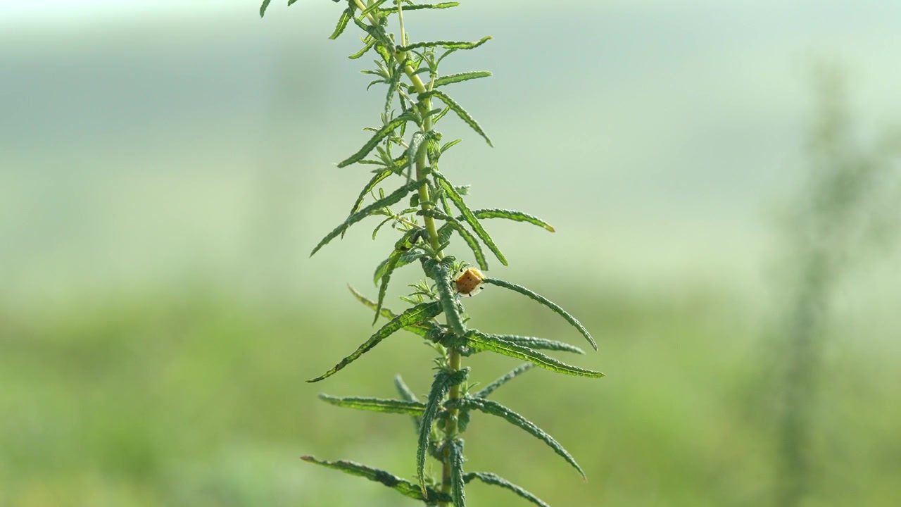 Primo piano di pianta di ambrosia verde nel Maharashtra, India. Messa a fuoco selettiva