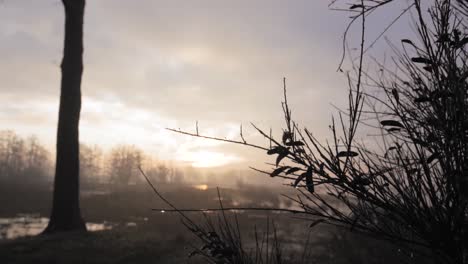 misty sunrise over a wetland