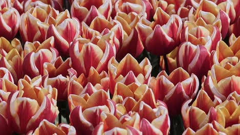 tulips color palette of red, orange and white colored tulips viewed from above, close up