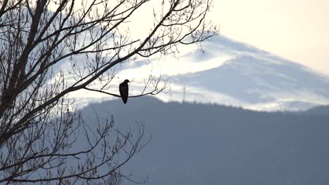 águila-Posada-En-Una-Rama-Contra-Un-Fondo-De-Montañas