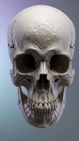human skull
