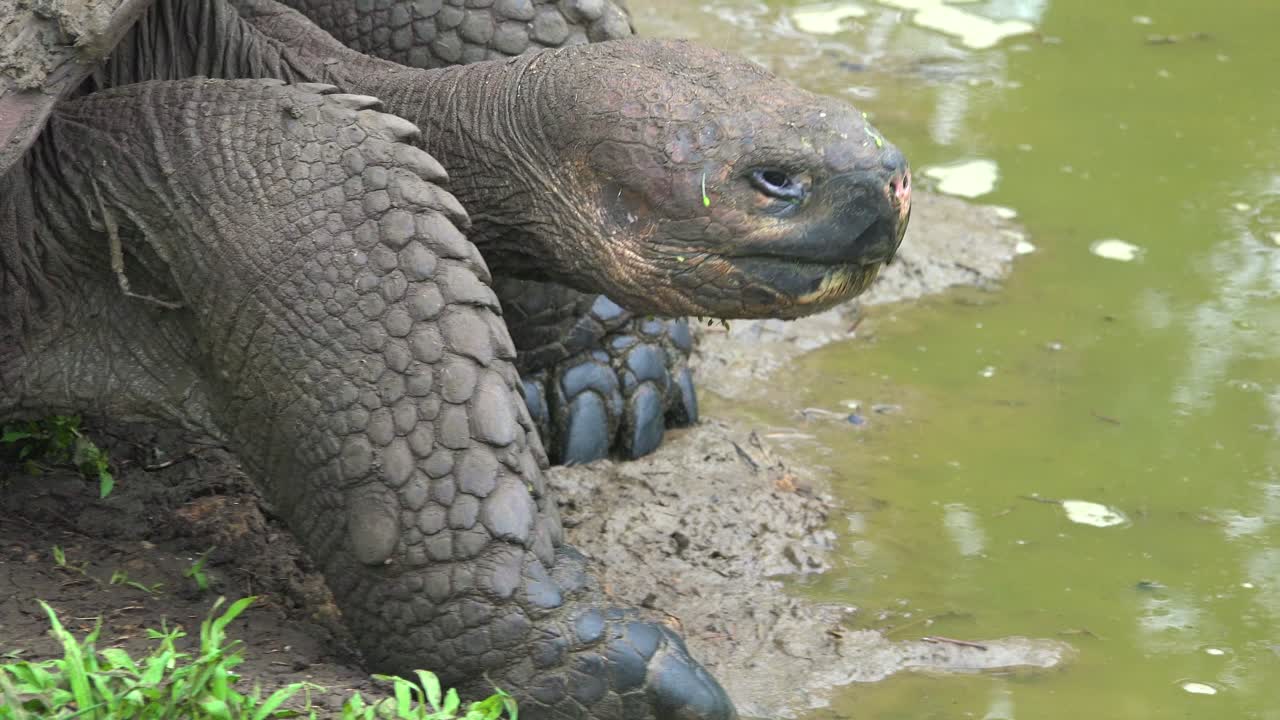 에콰도르 갈라파고스 제도의 연못에서 거대한 육지 거북이가 민물을 마신다