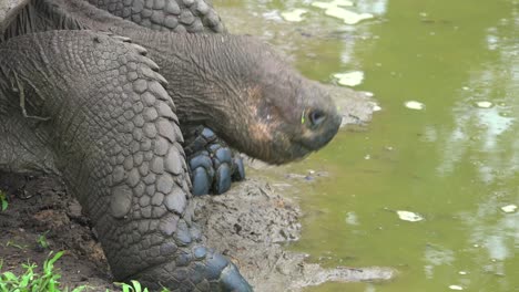 una tortuga terrestre gigante bebe agua dulce de un estanque en las islas galápagos ecuador