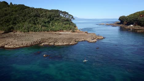 wide circle aerial shot around man on paddle board crossing goat island marine reserve calm sea channel, new zealand