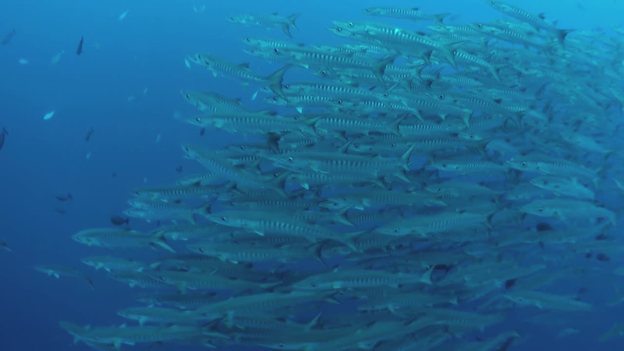 school of blackfin barracuda circle right to left in blue water, close-up shot