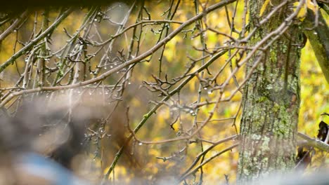 dry branches swing in the wind, out of focus wood in background