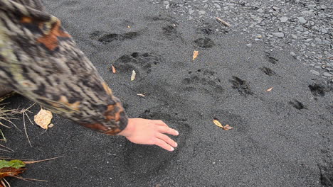 Frischer-Grizzlybär-Braunbär-Kodiak-Bärenspuren-In-Der-Wildnis-Von-Alaska