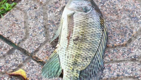 fish lying on patterned pavement in outdoor setting