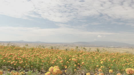 paisaje de un campo de cempasúchil en méxico