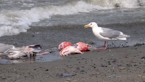 gaviotas de alas glaucas que comen peces que han llegado a la playa en la península de kenai en alaska