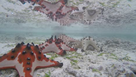 slow motion video of colourful starfish sitting on the ocean floor creating a reflection on the water