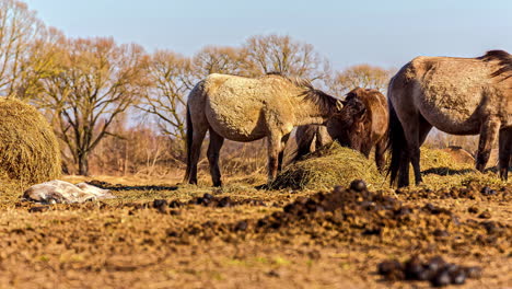 Toma-De-Tiempo-De-Un-Grupo-De-Caballos-Comiendo-Heno-En-El-Campo-Rural-Con-La-Vista-De-Un-Potro-Tirado-En-El-Suelo-Durante-El-Día