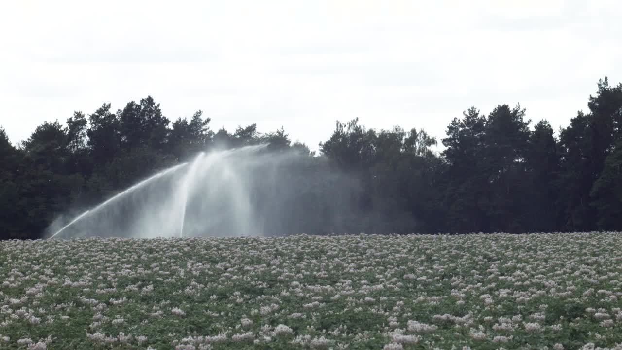 Il campo di patate viene irrigato da un sistema di irrigazione professionale