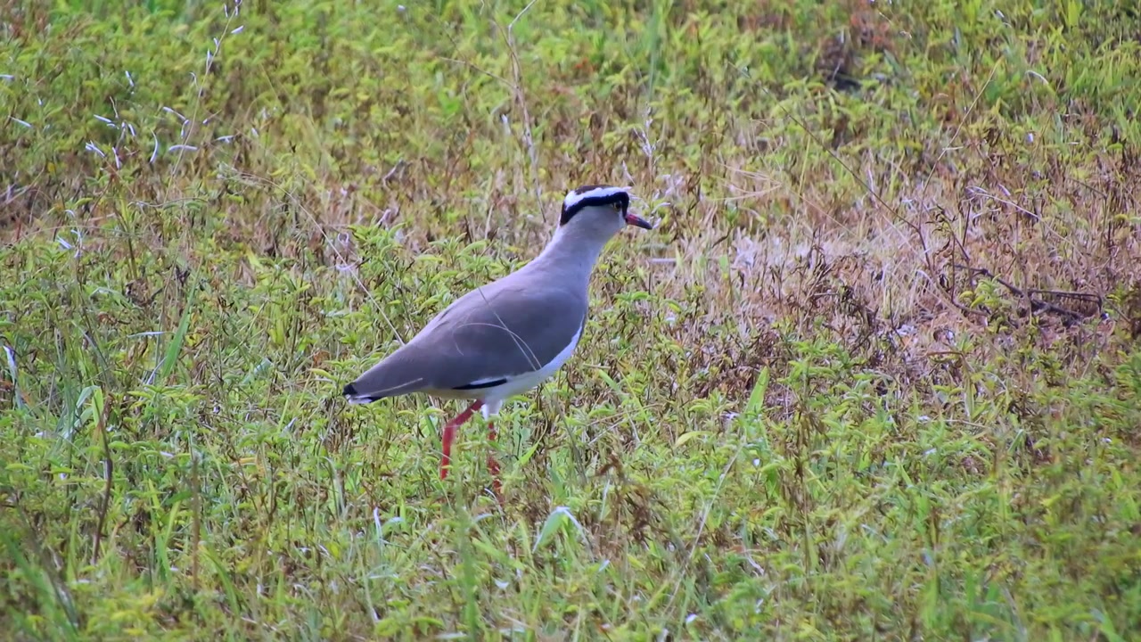Burung Cerek Kepala Abu-abu Mencari Makan di Padang Rumput