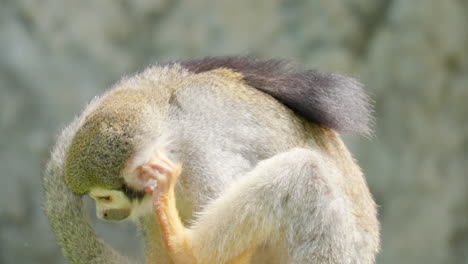 mono ardilla rascándose la oreja con la pierna