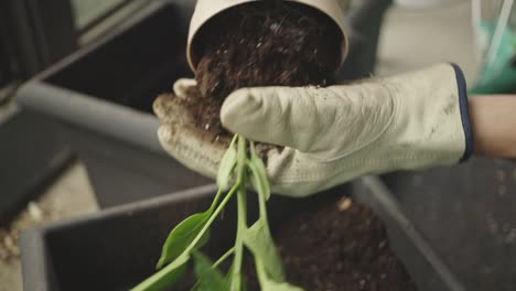 hands in gloves removing plant seedling from pot