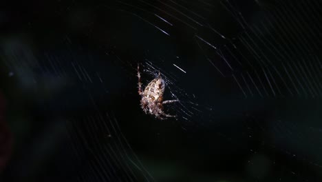 a garden spider, araneus diadematus, on its orb web