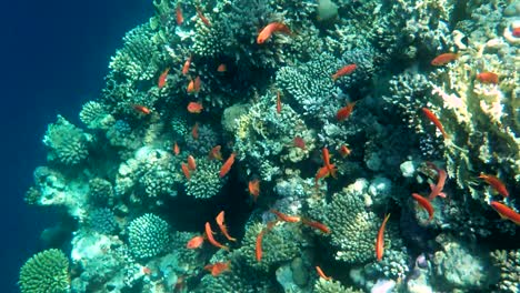 colourful tropical coral reefs