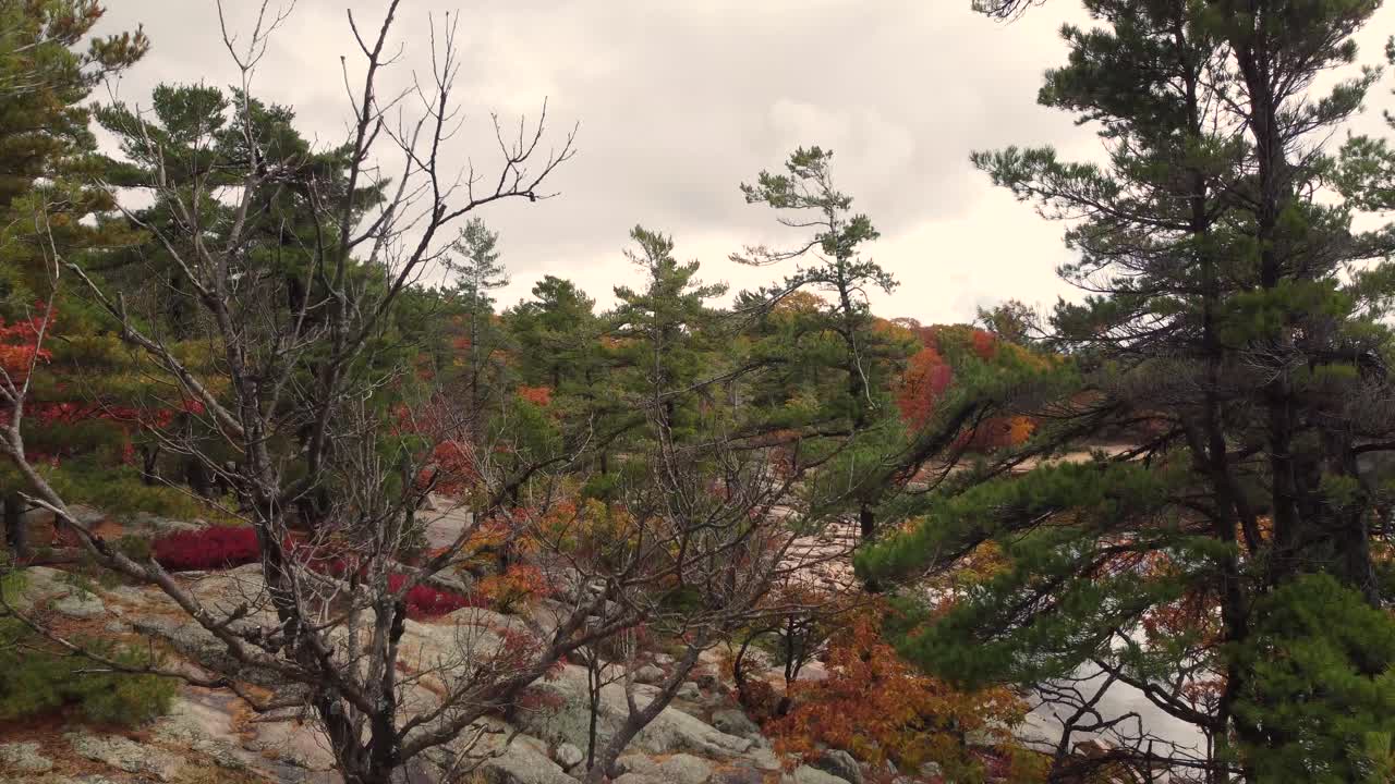 вид с воздуха, поднимающийся над водным побережьем, покрытым красочным осенним лесом с желтой, красной и оранжевой листвой