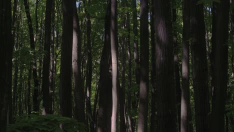 walking through dense forest path.