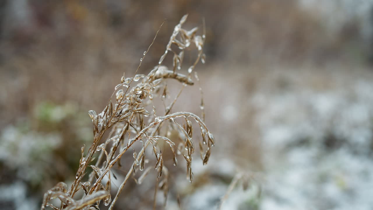 얼음의 섬세한 층으로 인 황금색 얼음 잔디 줄기의 클로즈업, 부드럽게 흐릿한 겨울 배경에 대해 복잡한 결정적인 세부 사항을 만들고, 자연의 아름다움을 보여줍니다.