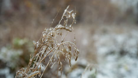 close-up of golden frosted grass stems coated with delicate layers of ice, creating intricate crystalline details against a softly blurred wintry background, showcasing the beauty of nature