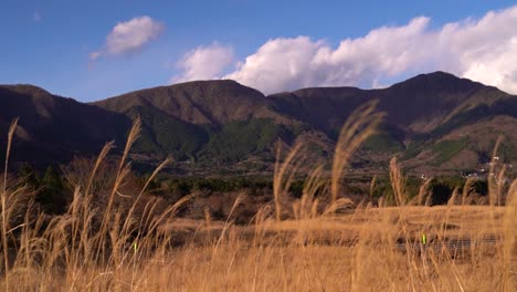 Beautiful-yellow-grass-waving-in-slow-motion-with-mountains-and-cloudy-sky