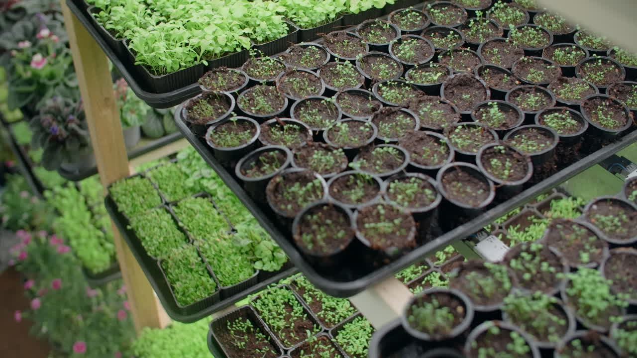 plántulas en un invernadero