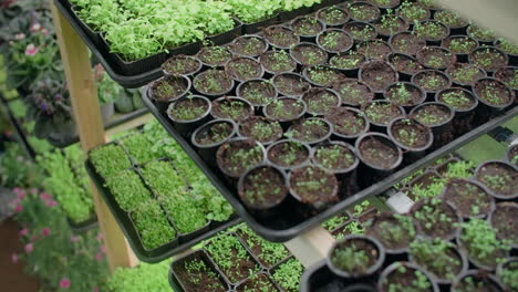 seedlings in a greenhouse