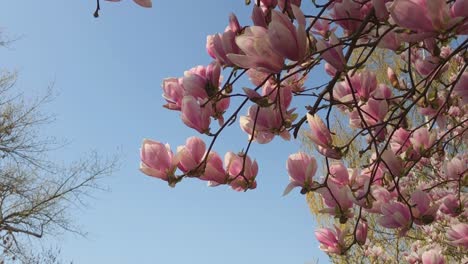 pink magnolia blooms with blue sky in the background