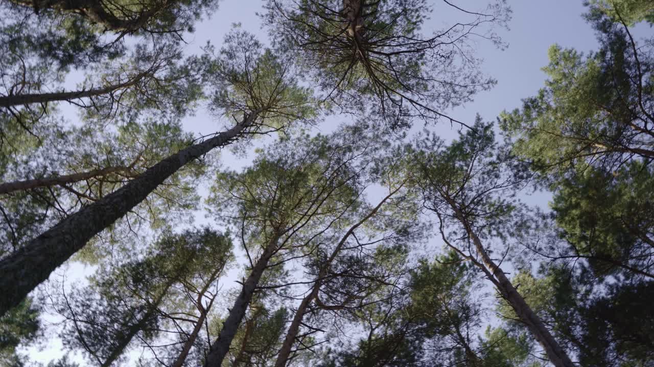 Orbiting shot of high trees in a forest