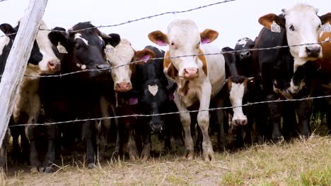 tagged cows in a field