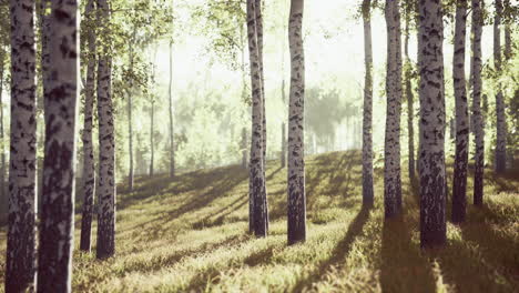 primavera en el bosque de abedules
