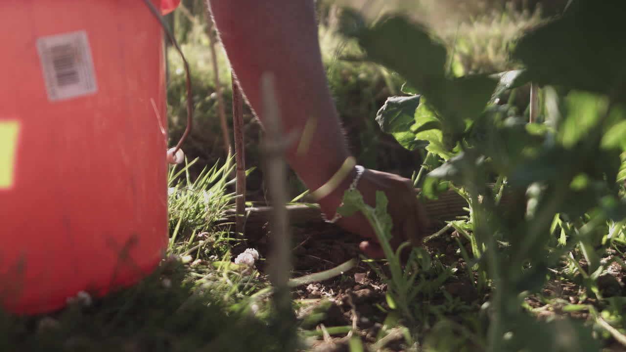 primer plano de manos latinas recogiendo plantas del suelo y almacenándolas en un balde naranja
