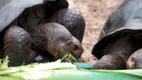 Tortugas-Gigantes-De-Galápagos-Comiendo-Vainas-De-Hojas-De-Plátano-Caído-En-El-Suelo-En-La-Isla-Isabela,-Galápagos,-Ecuador