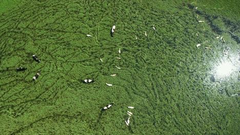 Drone-shot-of-cows-and-sheep-walking-on-top-of-lake-surrounded-by-green-reeds